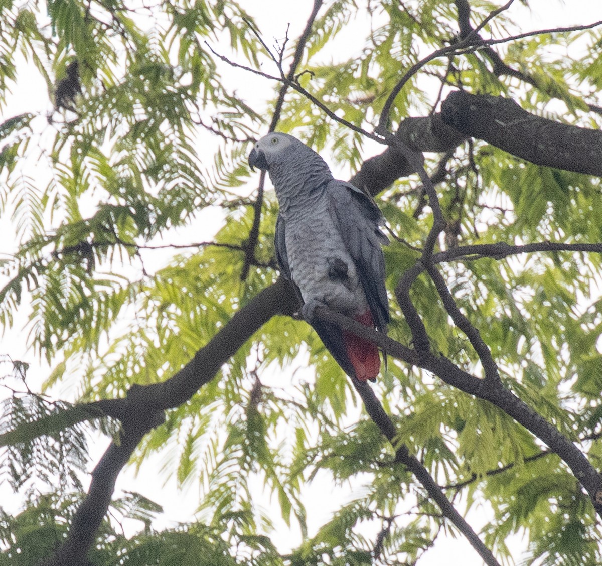Gray Parrot (Gray) - ML641199838