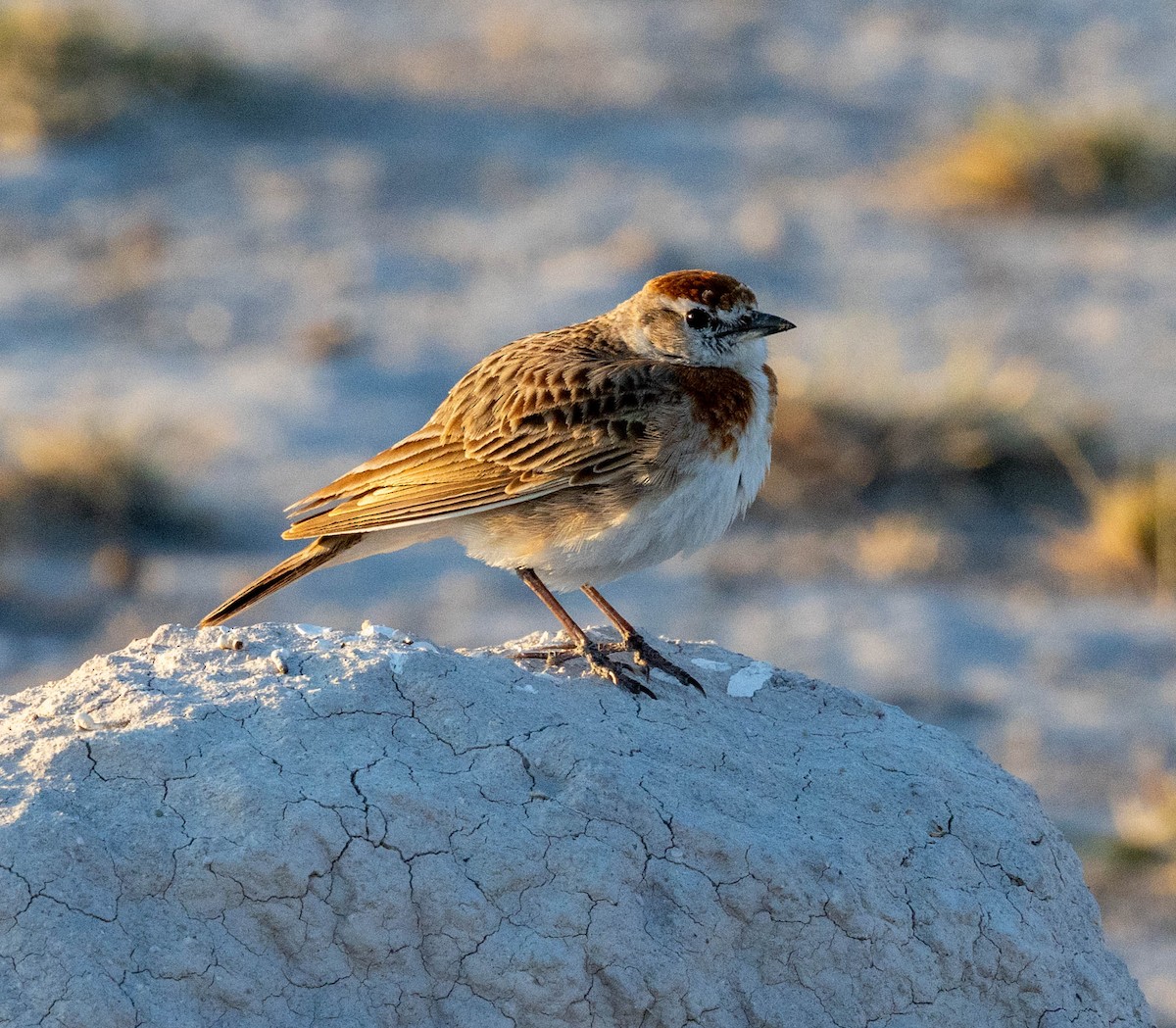 Red-capped Lark - ML641199852