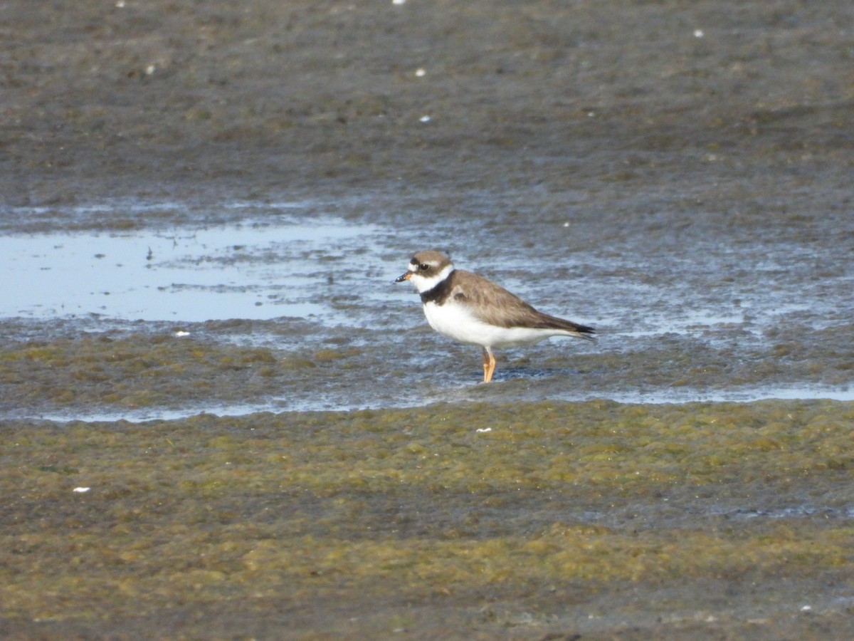 Semipalmated Plover - ML641199892