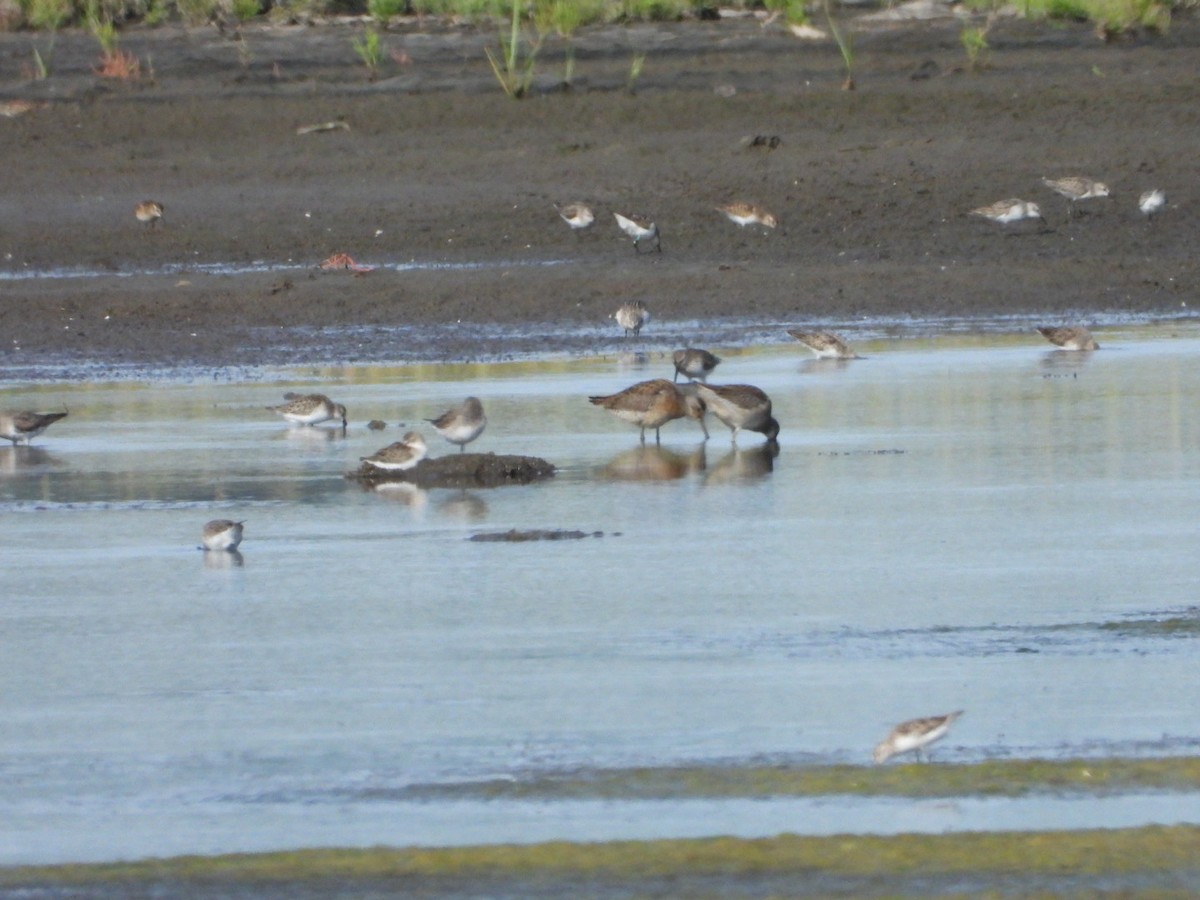 Red Knot - ML641199897