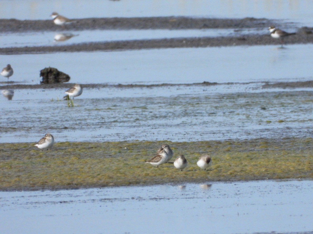 Semipalmated Sandpiper - ML641199912