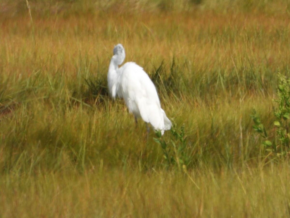 Great Egret - ML641199922