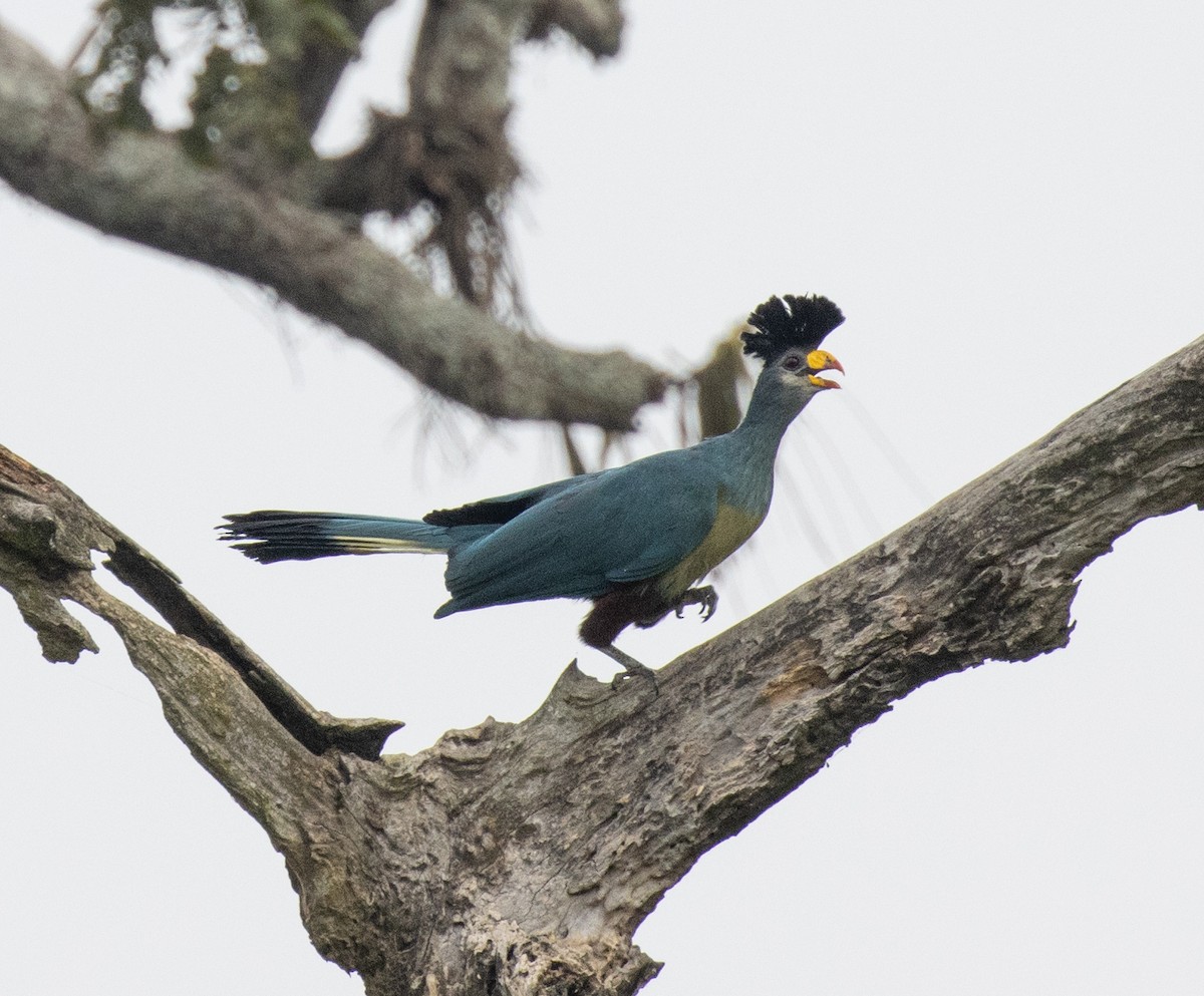 Great Blue Turaco - ML641199939