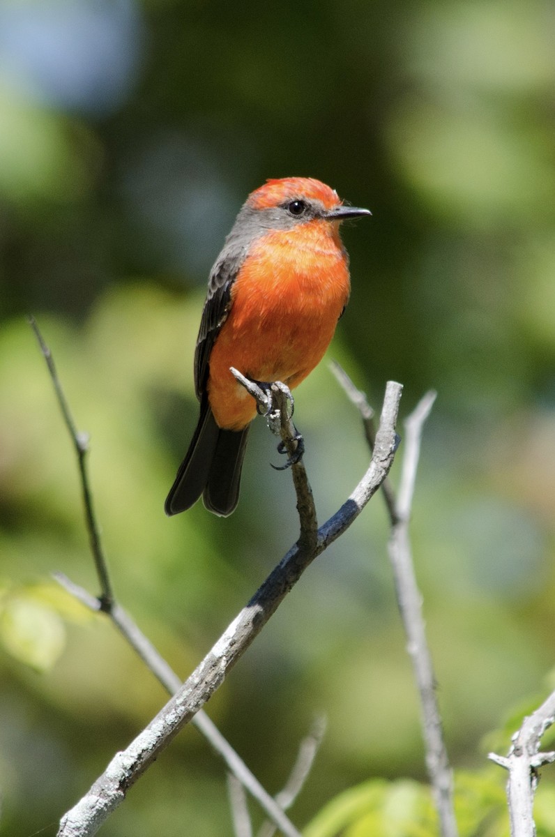 Vermilion Flycatcher - ML641199948