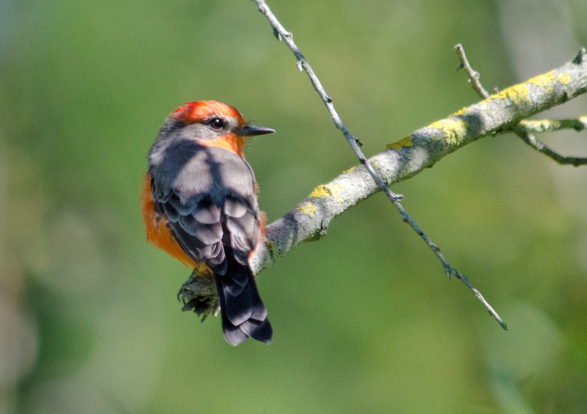 Vermilion Flycatcher - ML641199949