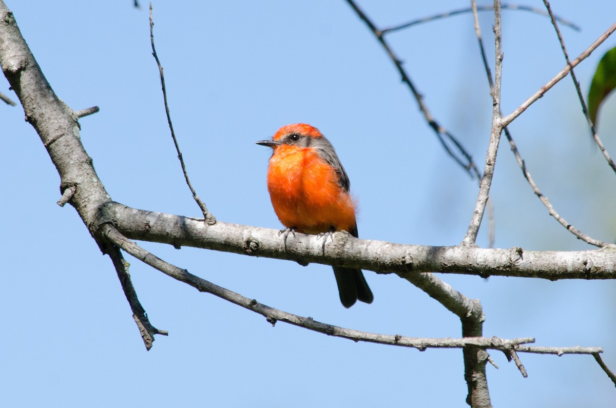 Vermilion Flycatcher - ML641199950