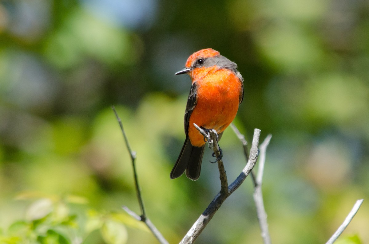 Vermilion Flycatcher - ML641199952