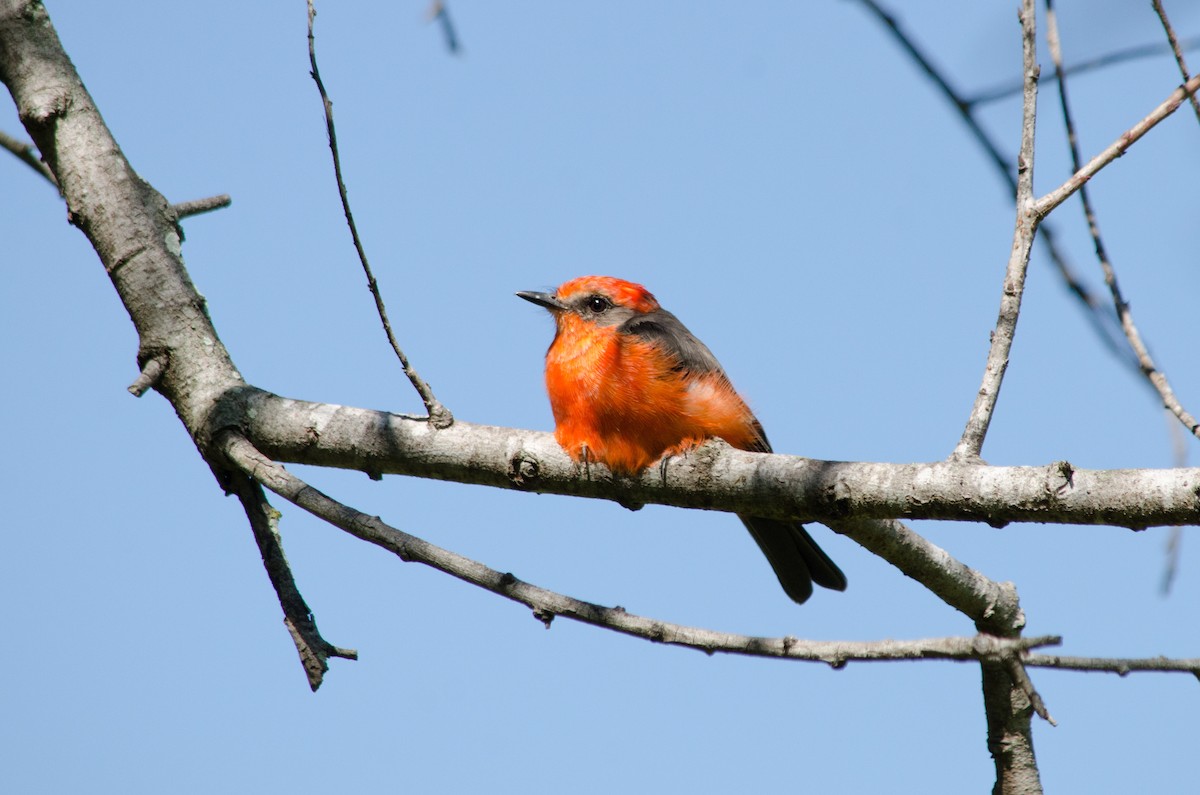 Vermilion Flycatcher - ML641199953