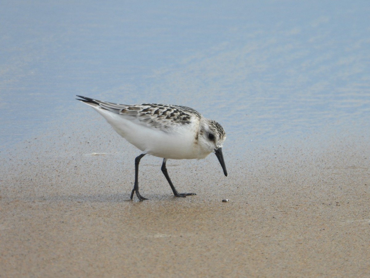 Sanderling - ML641199978
