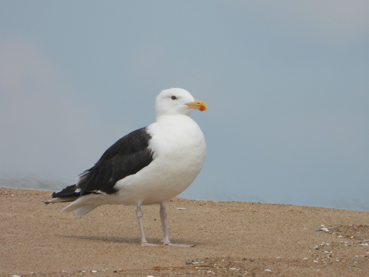Great Black-backed Gull - ML641199985