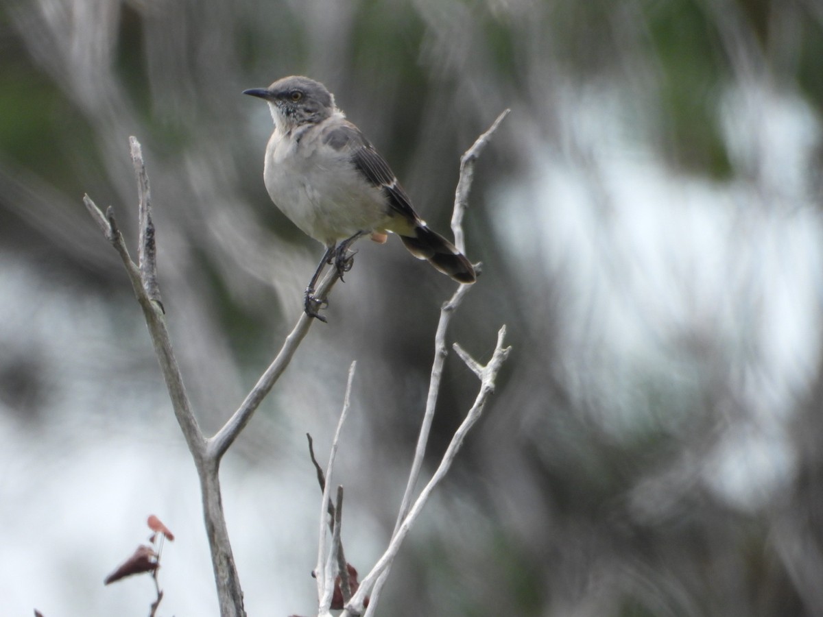 Northern Mockingbird - ML641199991