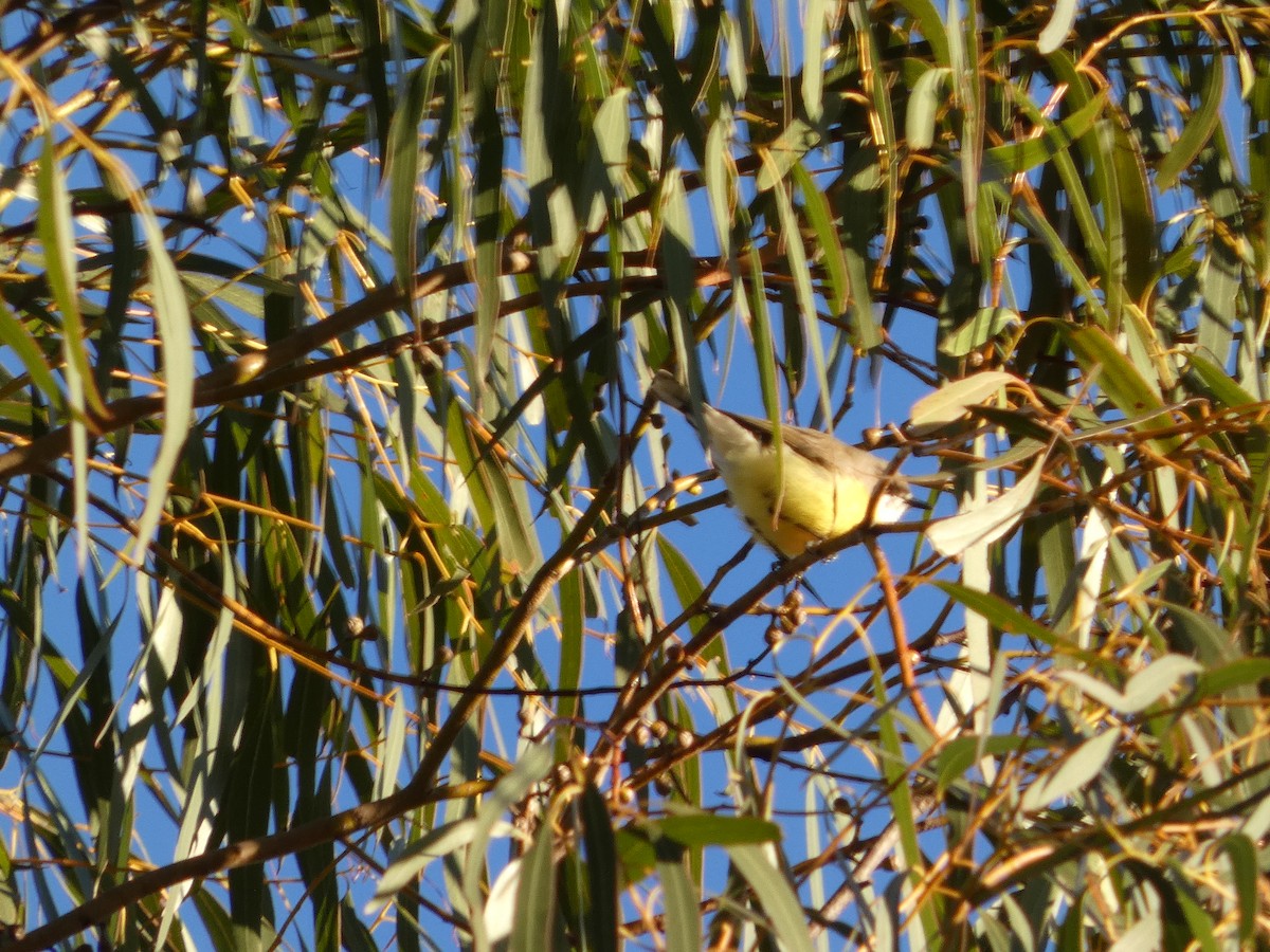 White-throated Gerygone - ML641199994