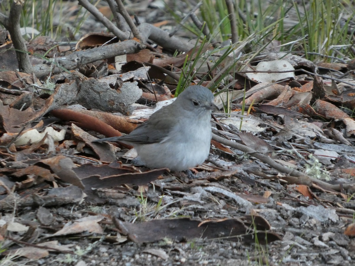 Gray Shrikethrush - ML641200032