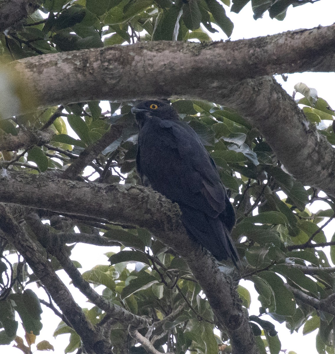 Bat Hawk - ML641200038