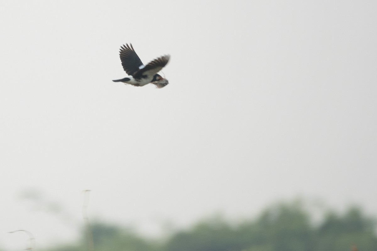 Siamese Pied Starling - ML641200039