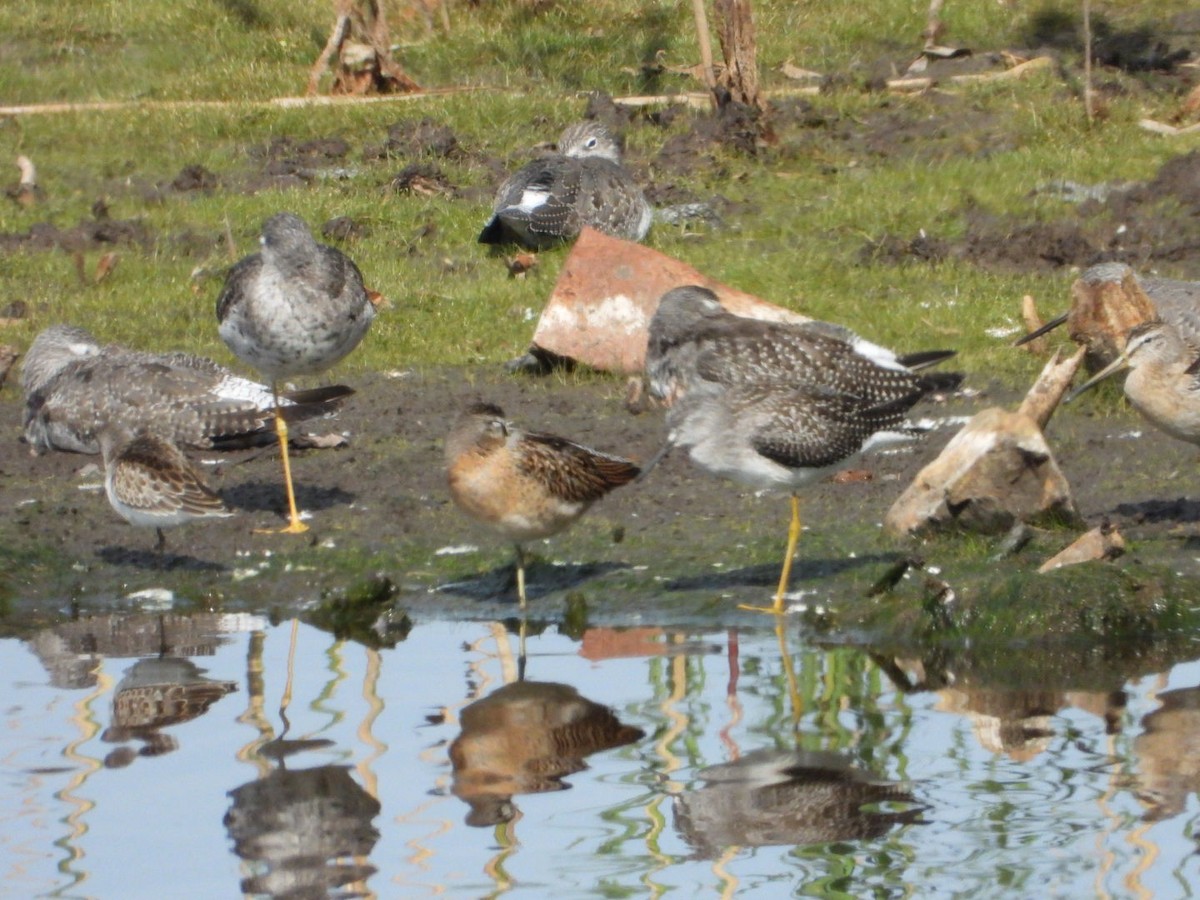 Short-billed Dowitcher - ML641200042