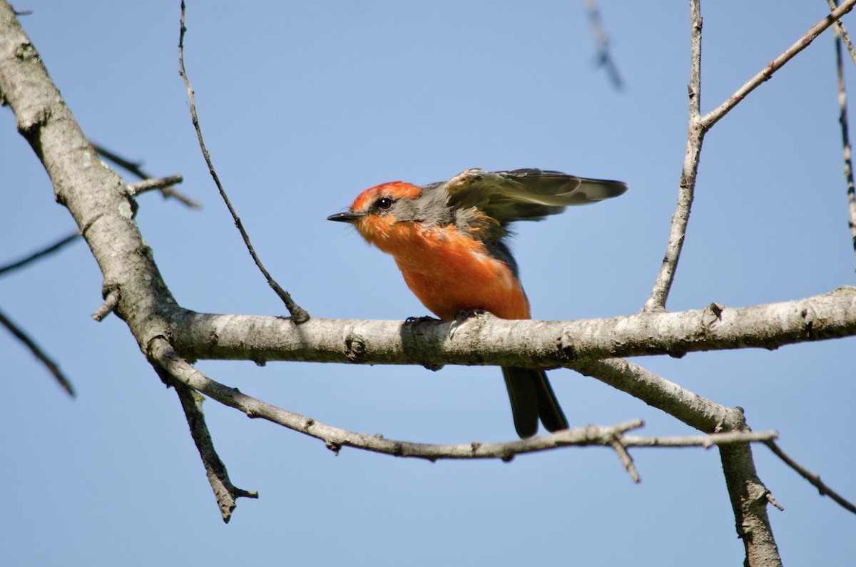 Vermilion Flycatcher - ML641200051