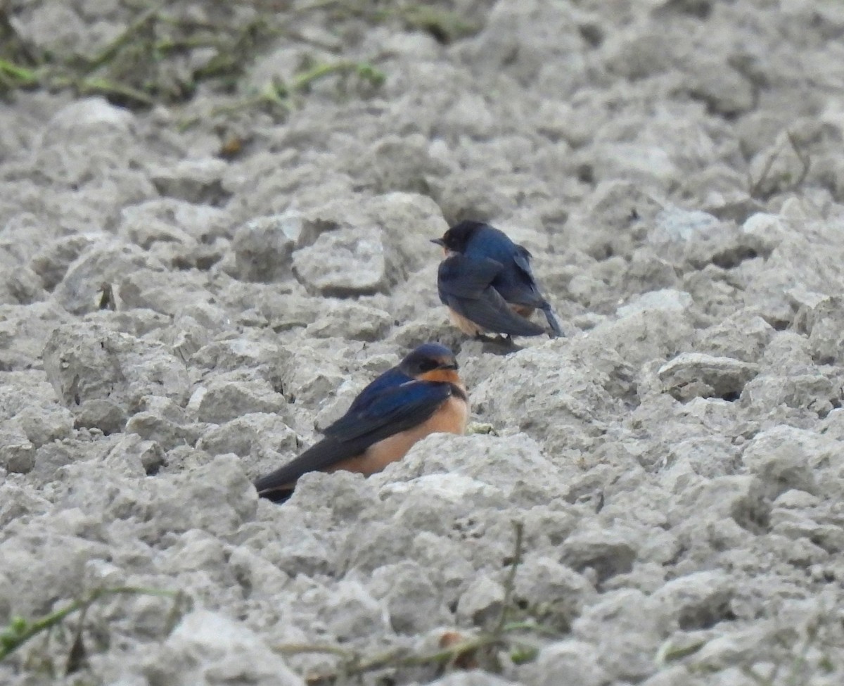 Ластівка сільська - ML641200059