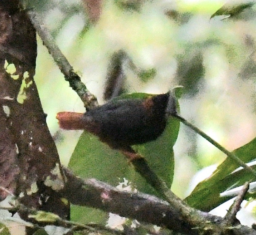 White-plumed Antbird - ML641200061