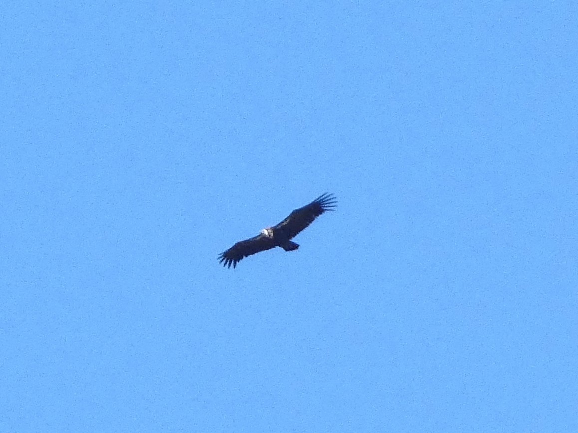Rüppell's Griffon - ML641200074