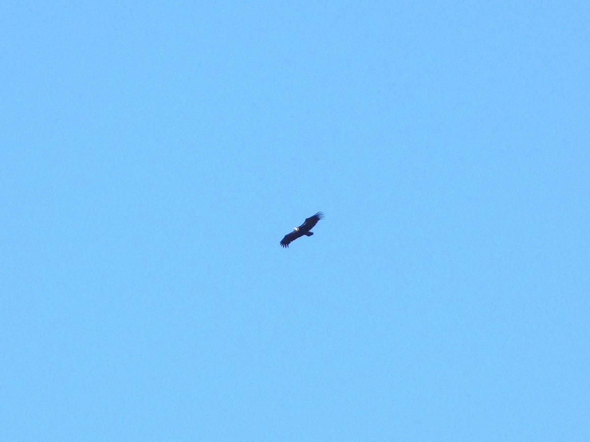Rüppell's Griffon - ML641200075