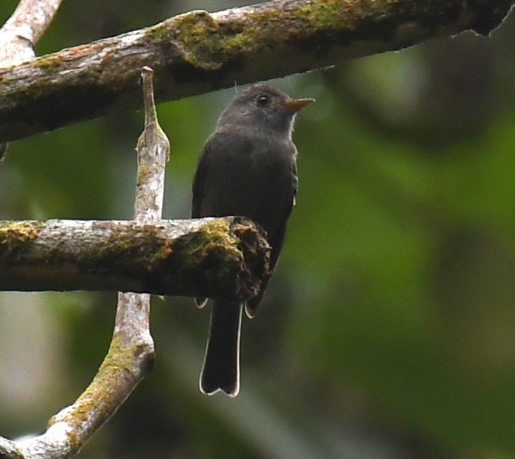 Blackish Pewee - ML641200078