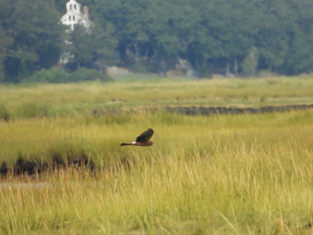 Northern Harrier - ML641200089