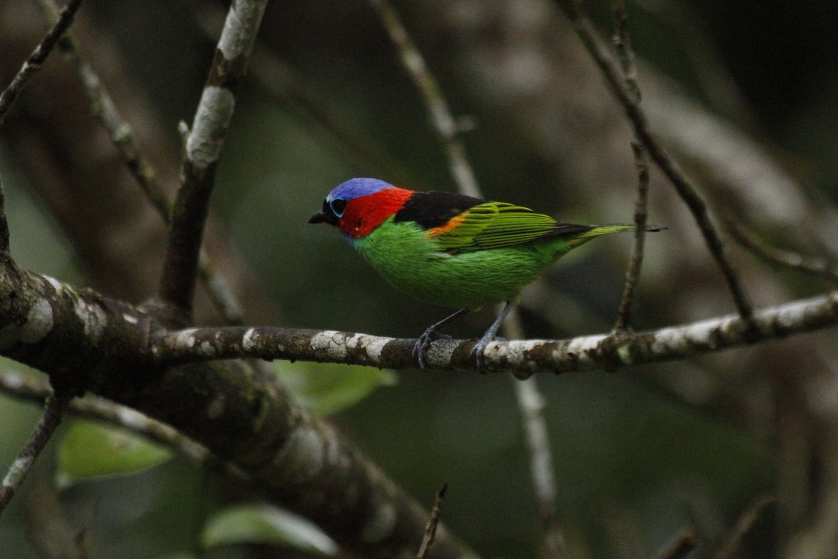 Red-necked Tanager - ML641200090
