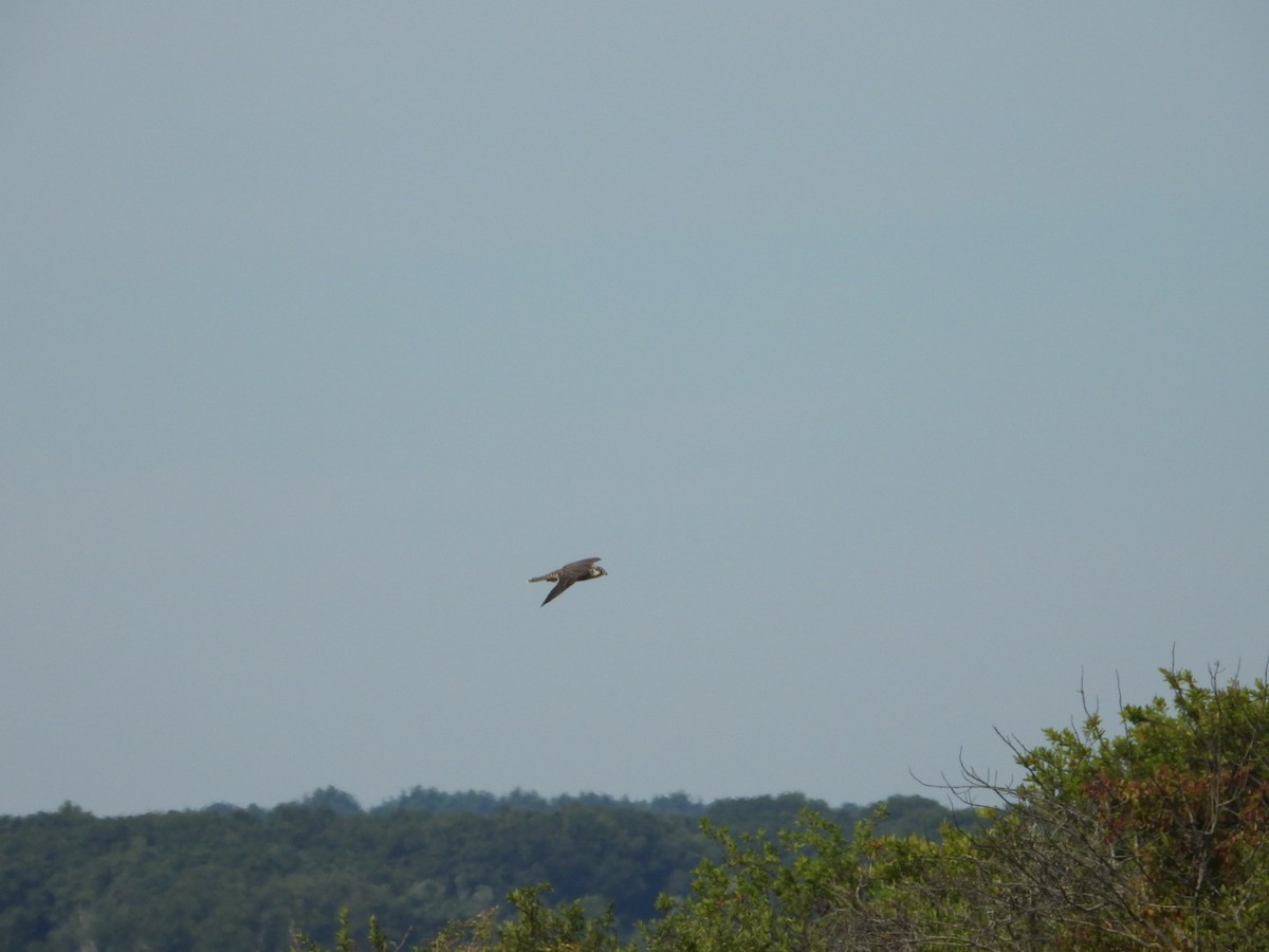 Peregrine Falcon - ML641200095
