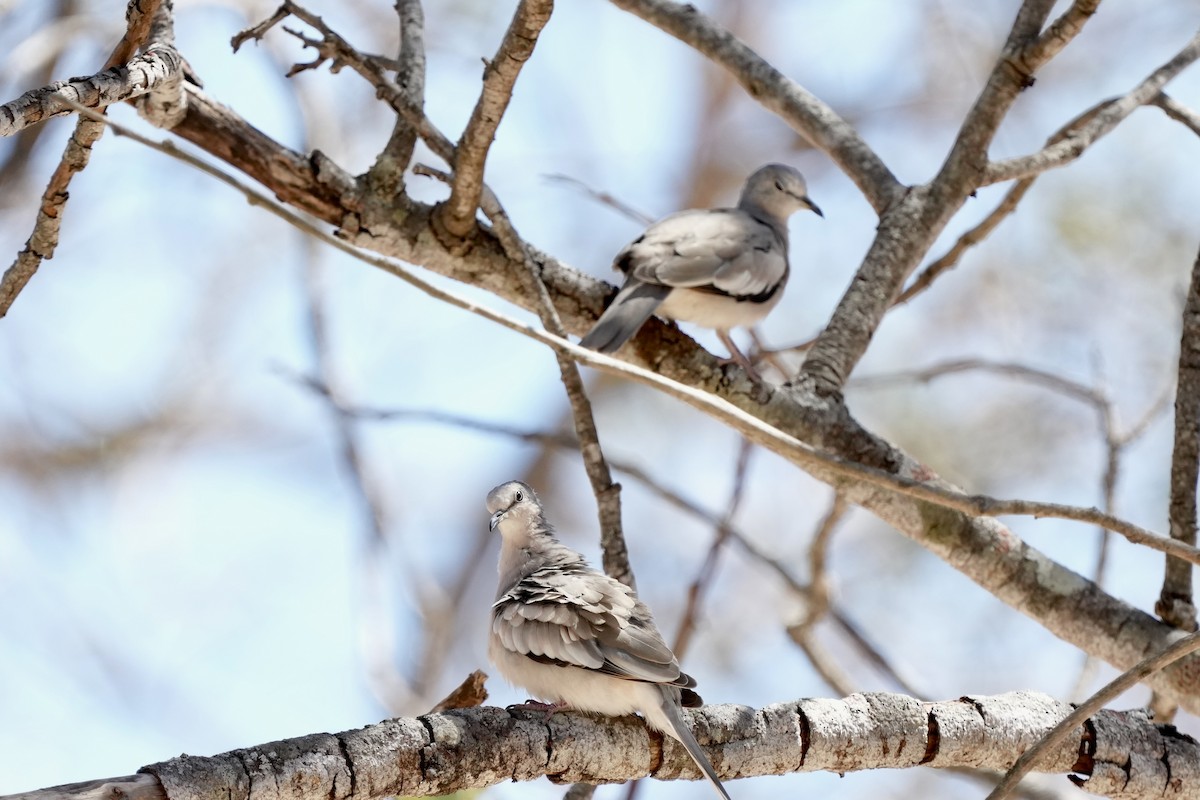 Picui Ground Dove - ML641200112