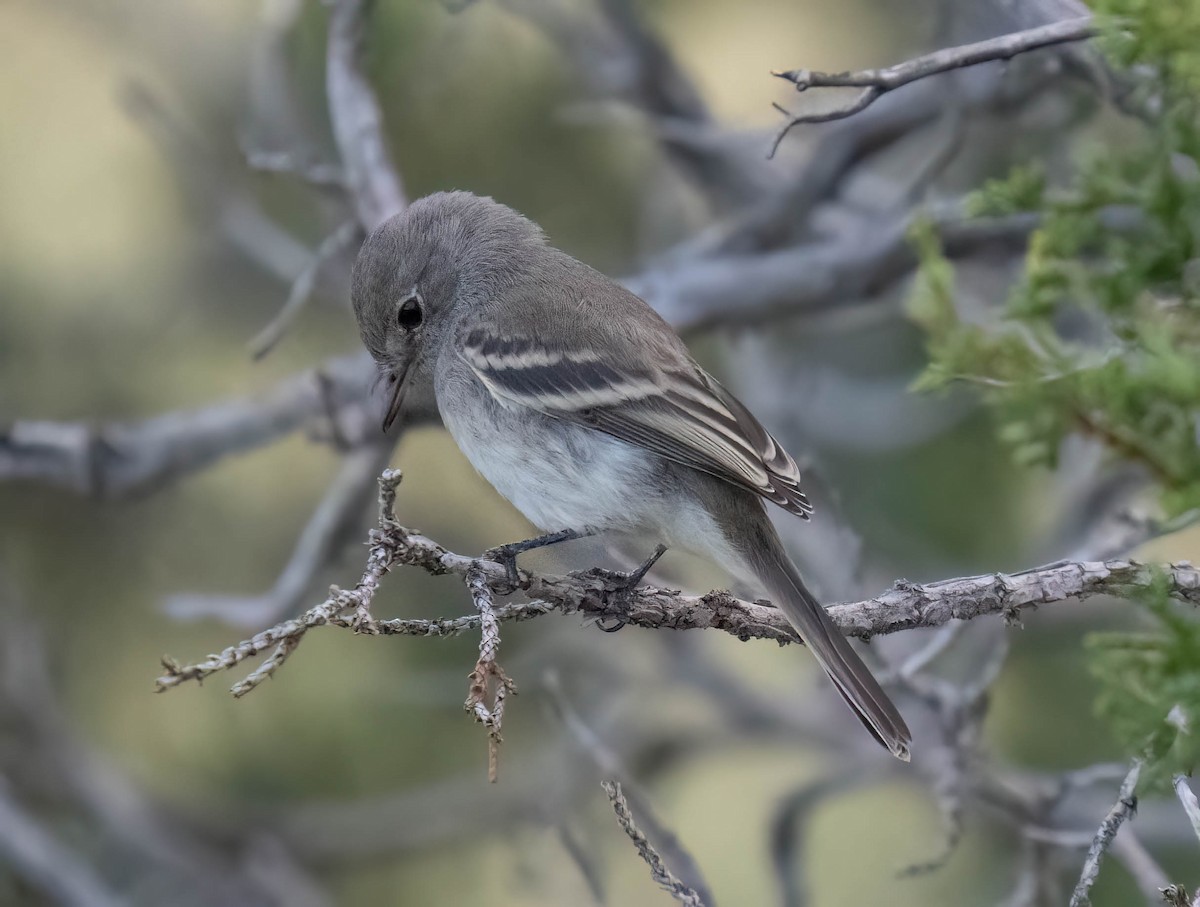 Gray Flycatcher - ML641200116