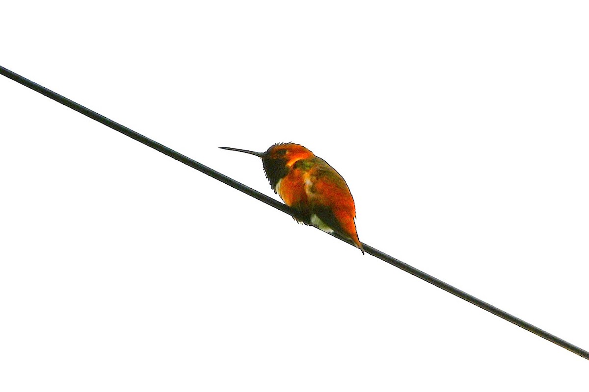 Allen's Hummingbird - ML641200120