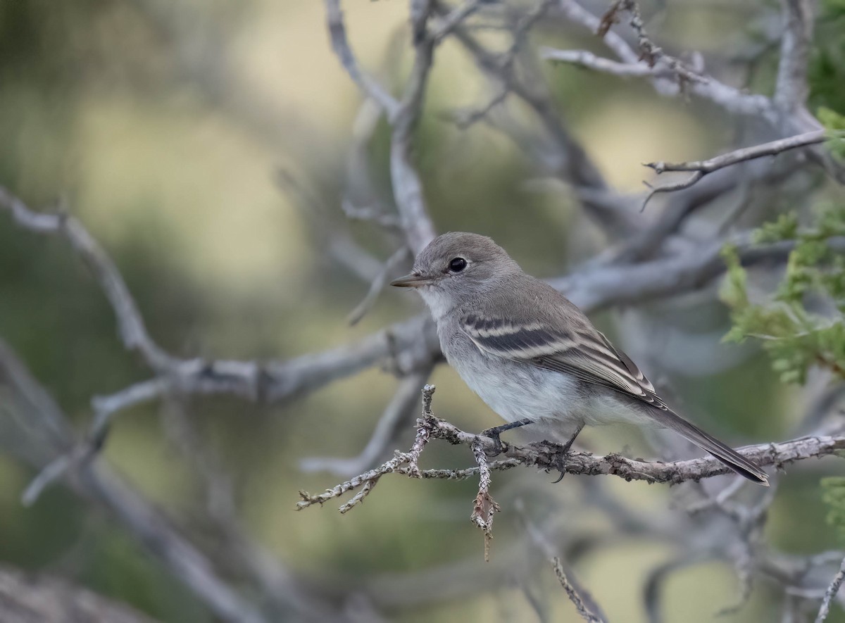 Gray Flycatcher - ML641200122