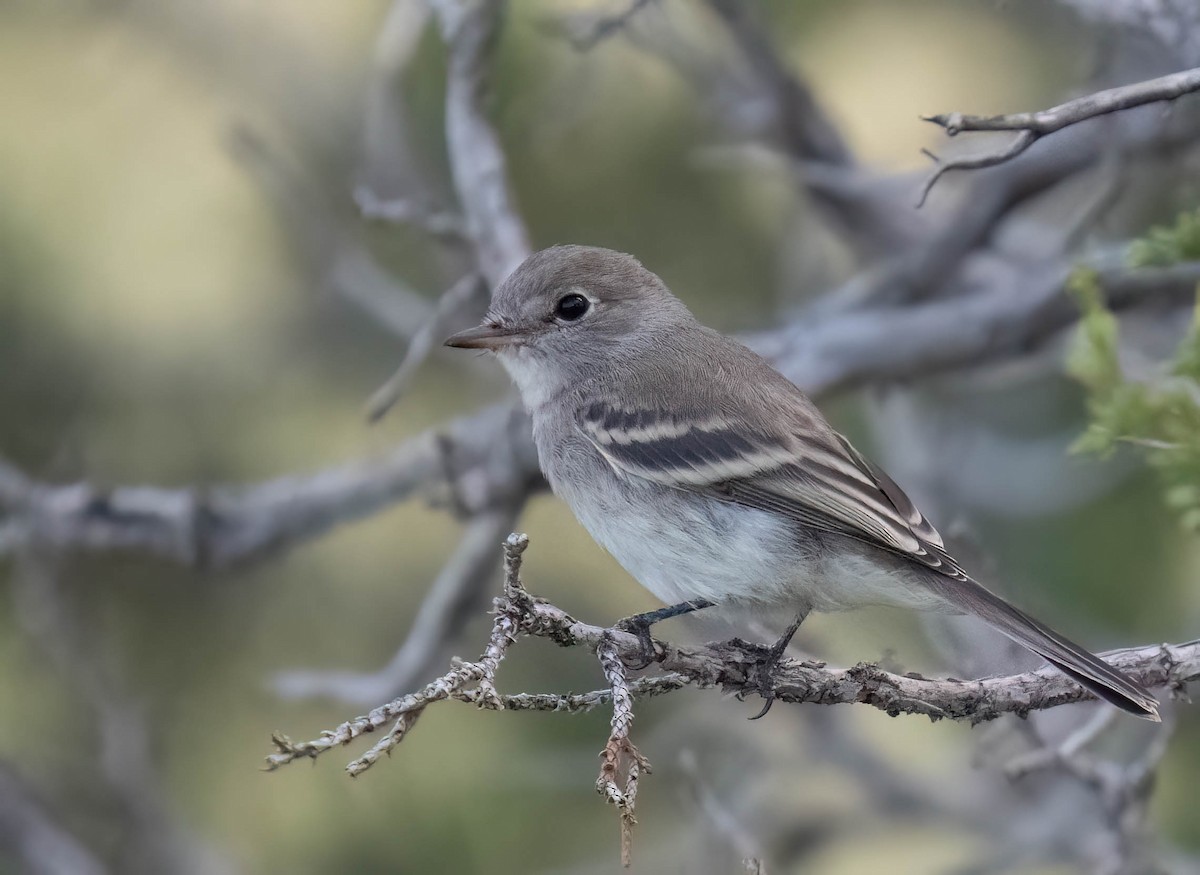 Gray Flycatcher - ML641200124