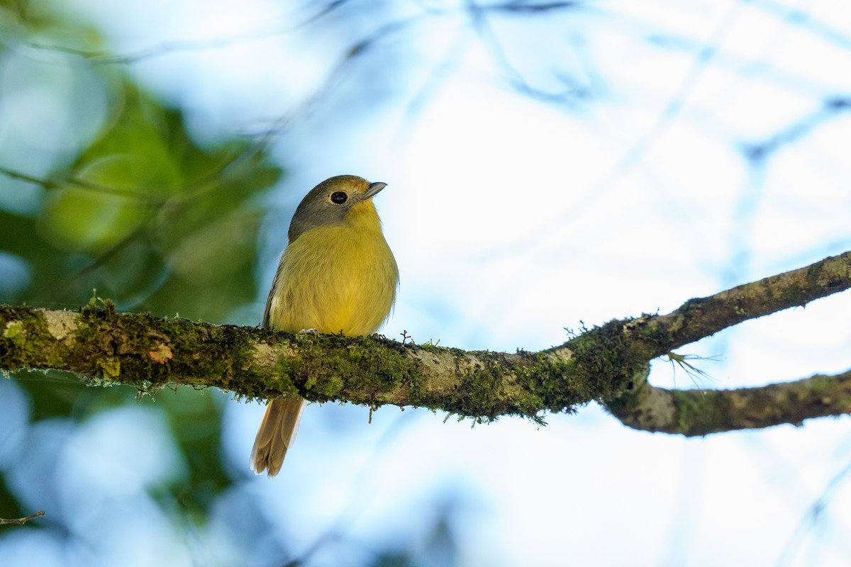 Wing-barred Piprites - ML641200134