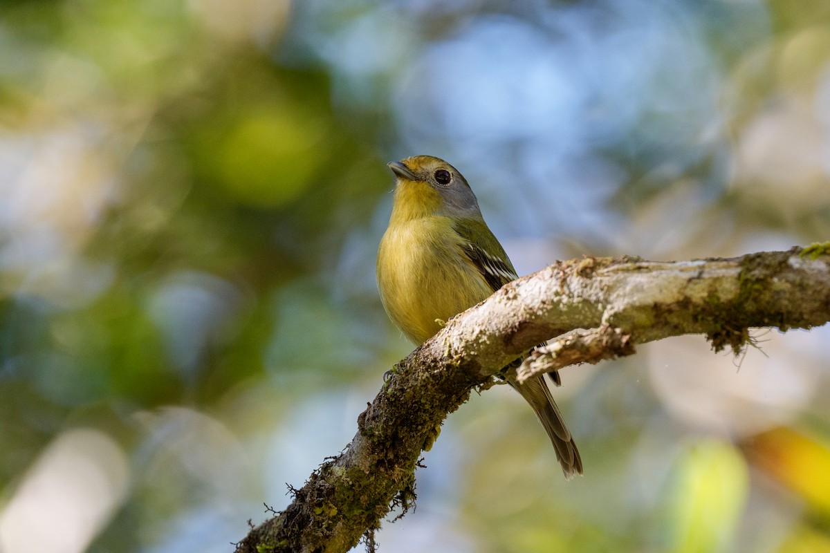 Wing-barred Piprites - ML641200135