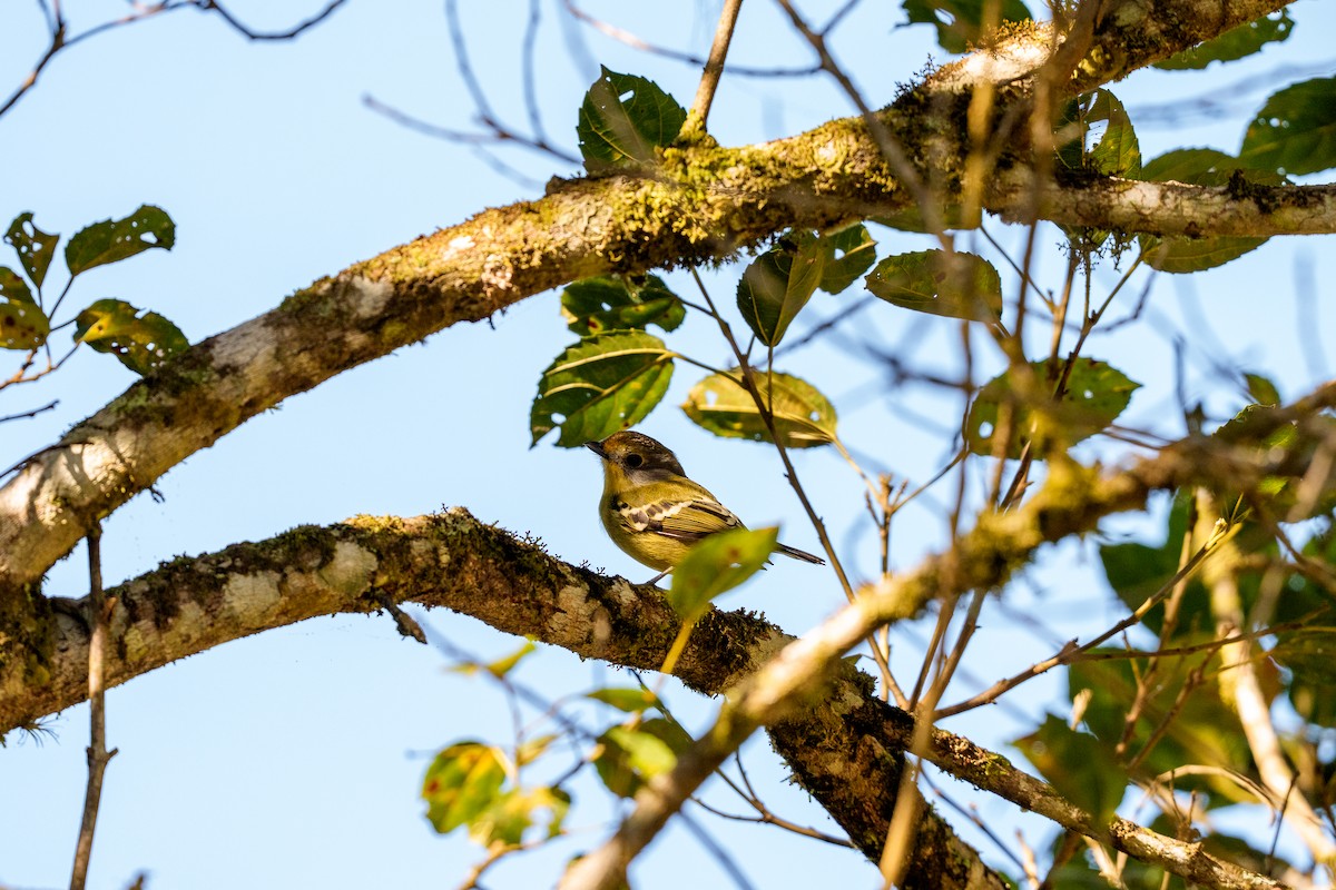 Wing-barred Piprites - ML641200136