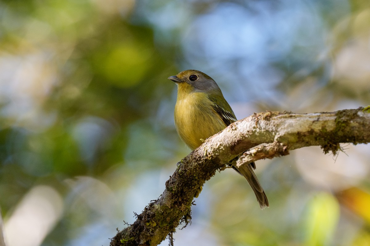Wing-barred Piprites - ML641200137