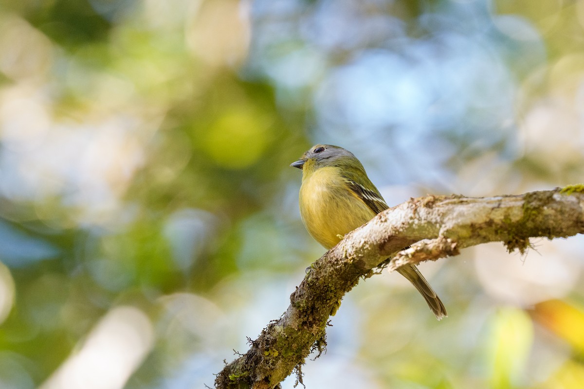 Wing-barred Piprites - ML641200138
