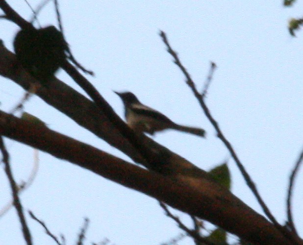Oriental Magpie-Robin - ML641200162