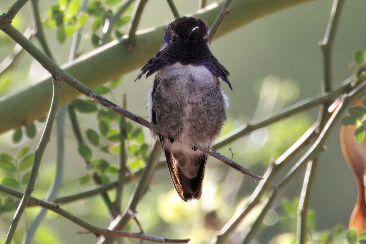 Costa's Hummingbird - ML641200181