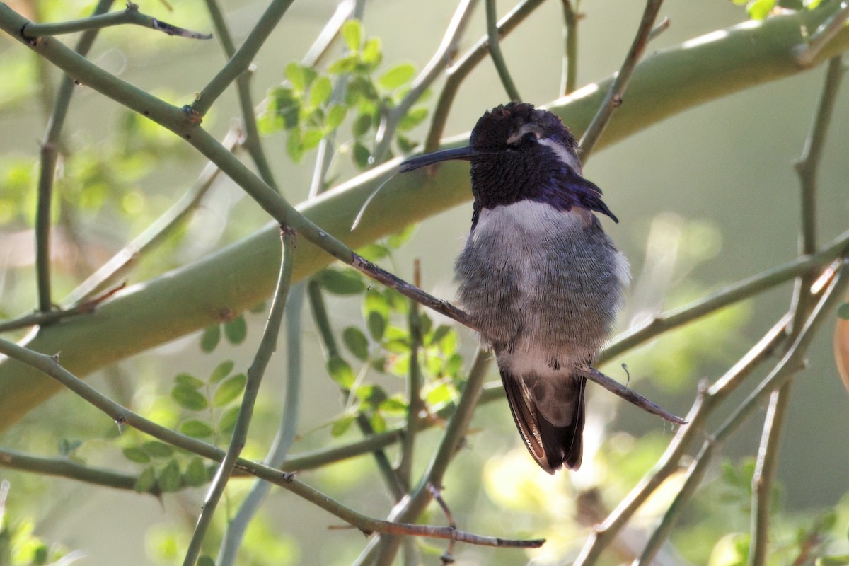 Costa's Hummingbird - ML641200182