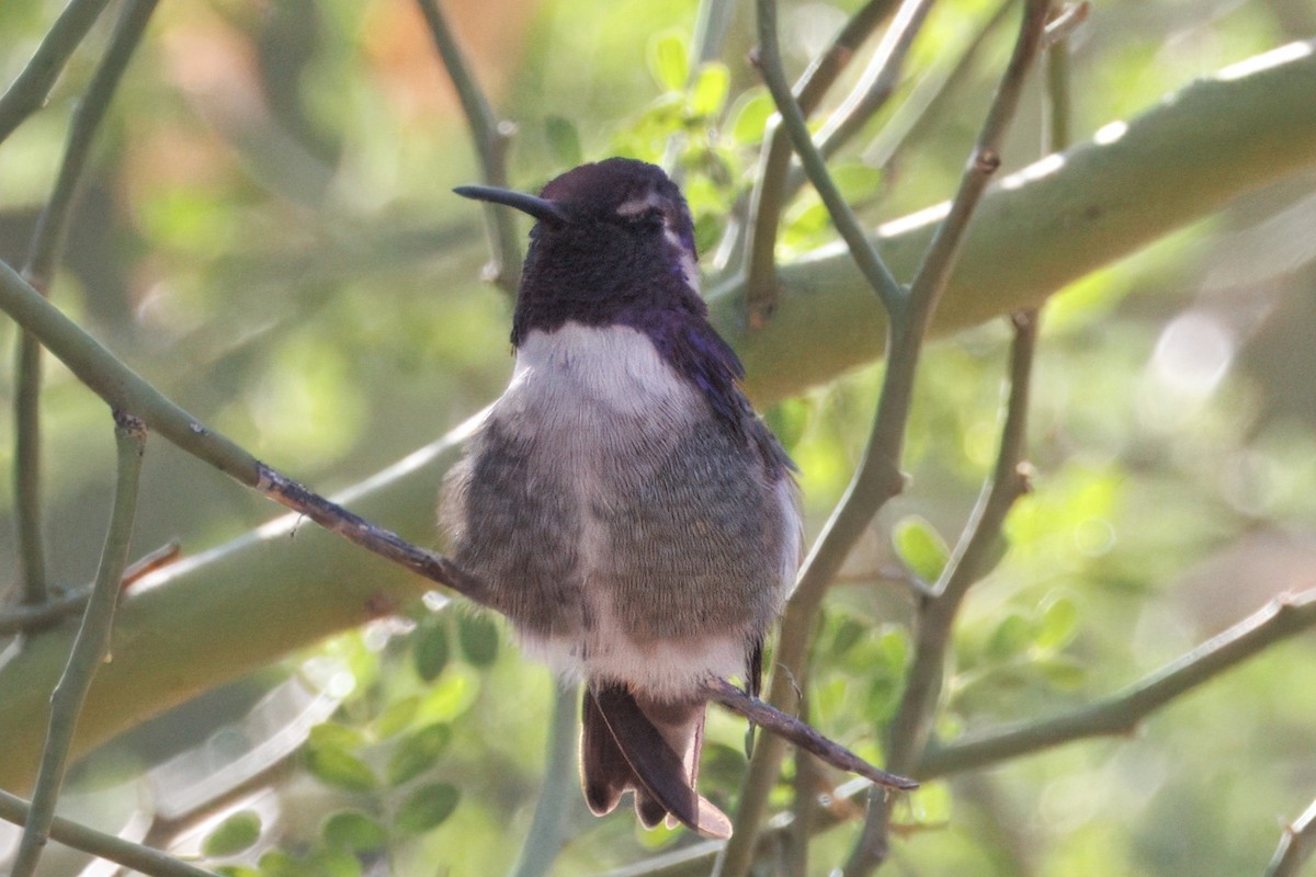 Costa's Hummingbird - ML641200183