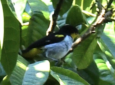 Yellow-backed Tanager - ML641200204