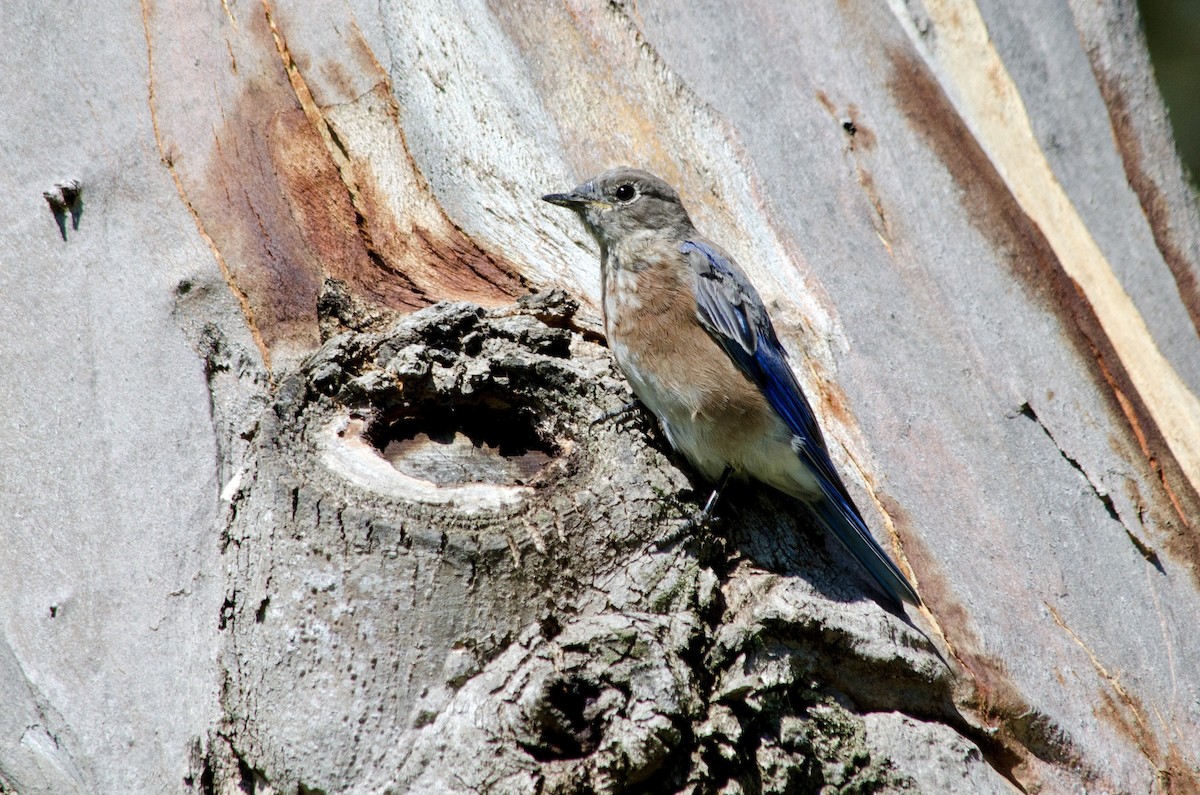 Western Bluebird - ML641200224