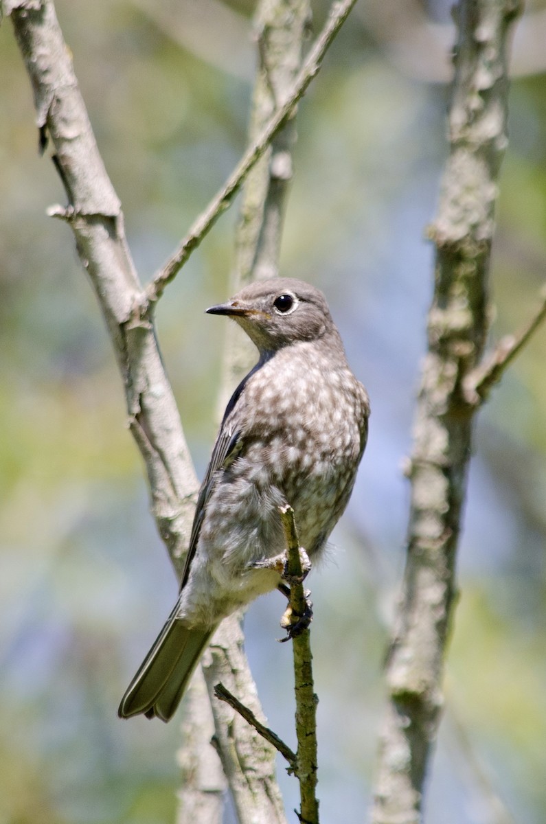 Western Bluebird - ML641200225