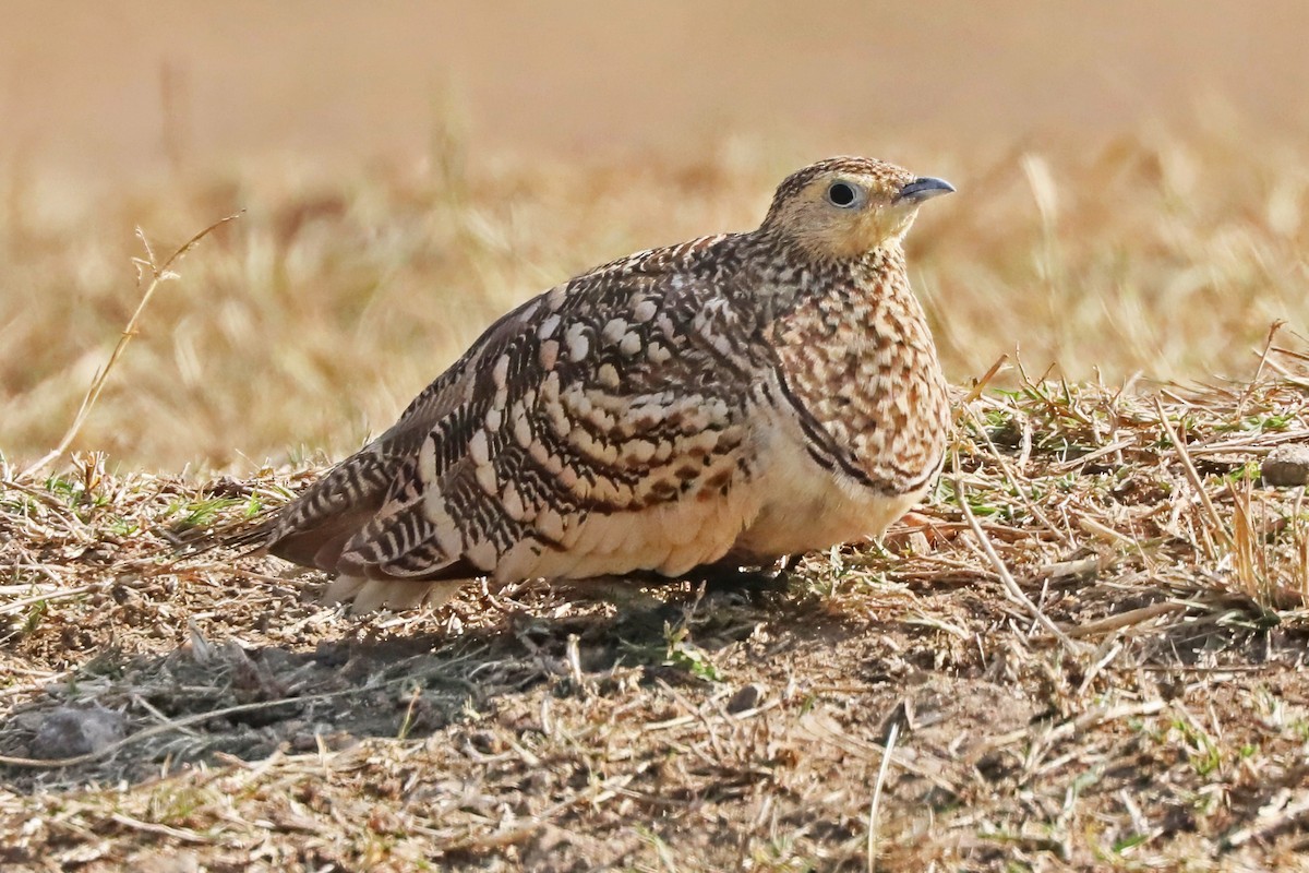 Chestnut-bellied Sandgrouse - ML641200261