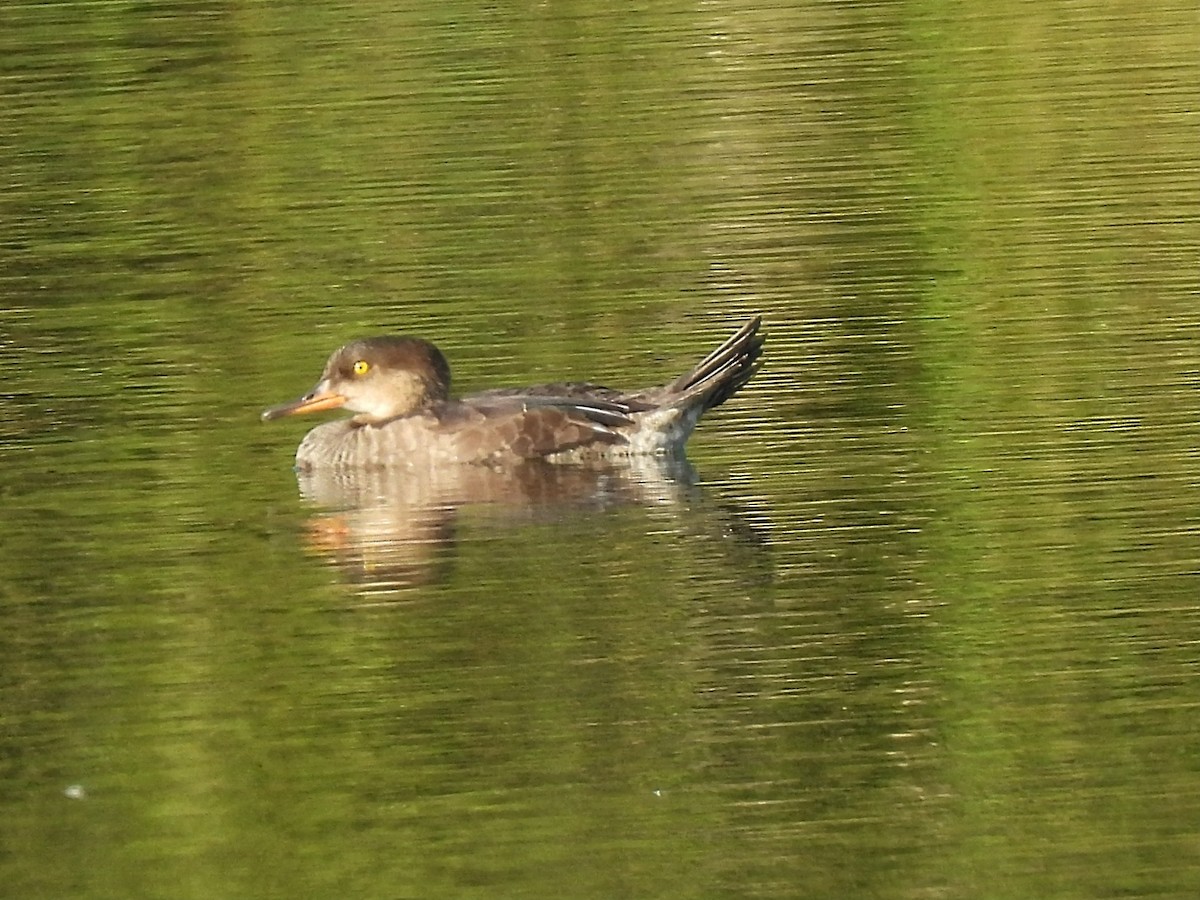 Hooded Merganser - ML641200283