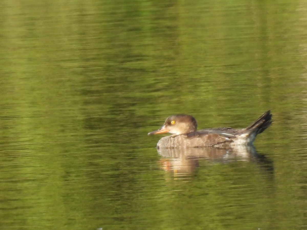 Hooded Merganser - ML641200284