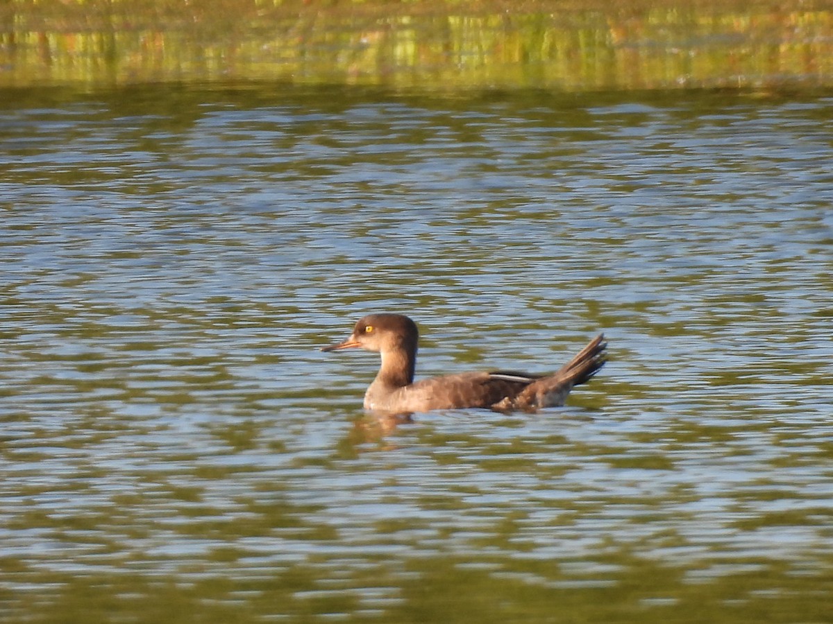 Hooded Merganser - ML641200285
